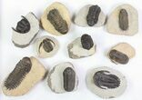 Lot: Assorted Devonian Trilobites - Pieces #76918-1